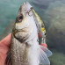 SAVAGE GEAR 3D Sticklebait Twitch 6.5cm 9.4 Sinking