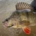 SAVAGE GEAR 3D Sticklebait Twitch 6.5cm 9.4 Sinking