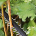 Акумуляторний кущоріз Bosch Universal Hedge Cut 18V-50 без акб та з/п (0600849K00)