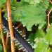 Кущоріз Bosch Advanced Hedge Cut 70 (06008C0903)